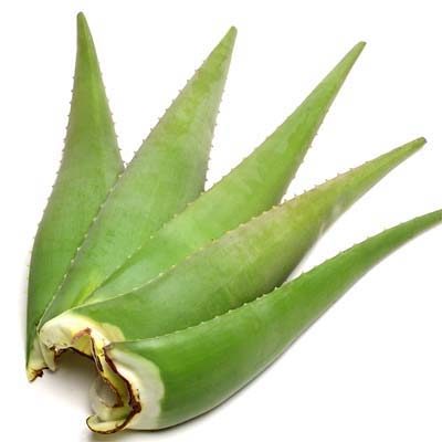 aloe-vera-leaves-1.jpg